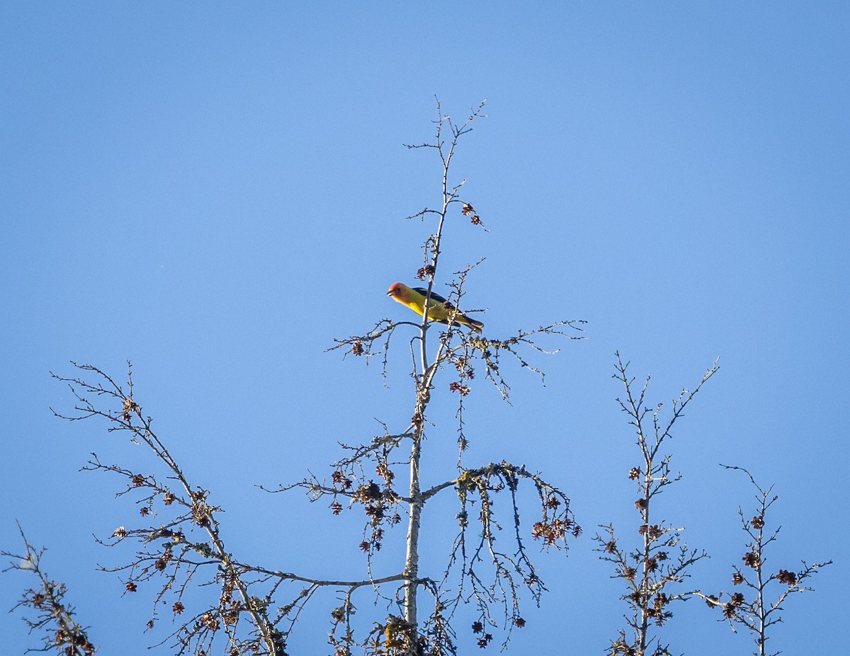 Western Tanager - ML620887039