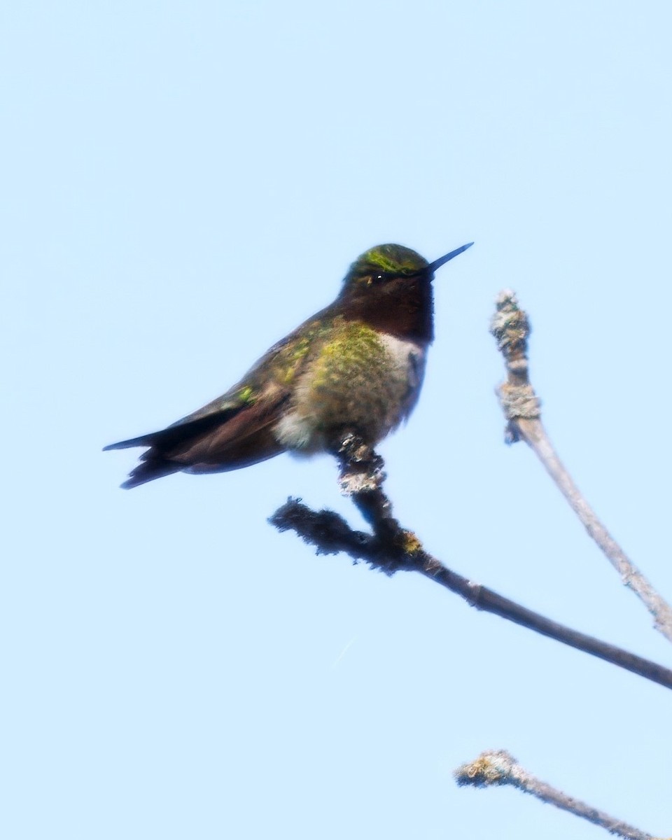 Ruby-throated Hummingbird - Mark Cloutier