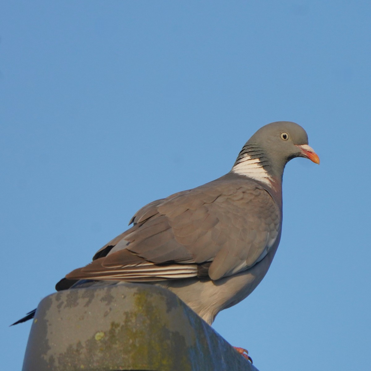 Common Wood-Pigeon - ML620887057