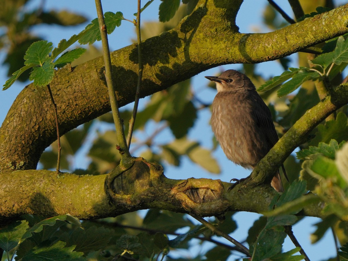 European Starling - ML620887061