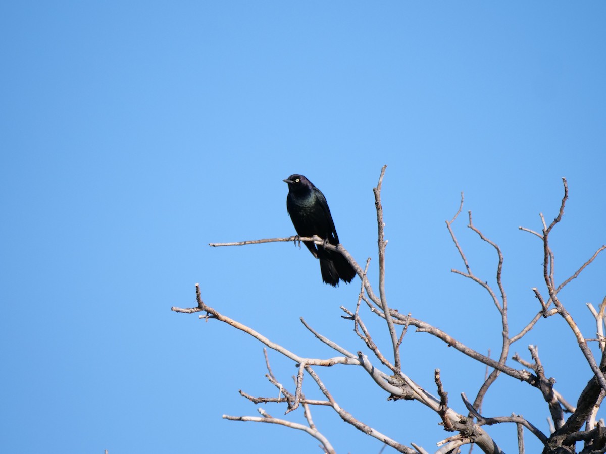 Brewer's Blackbird - ML620887063