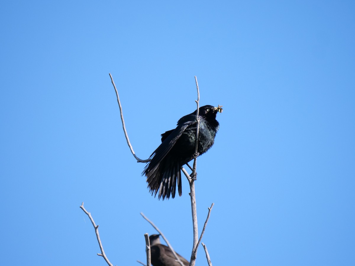 Brewer's Blackbird - william gray