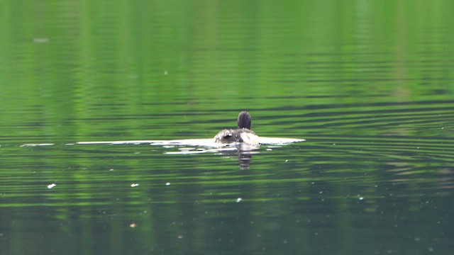 Tufted Duck - ML620887065