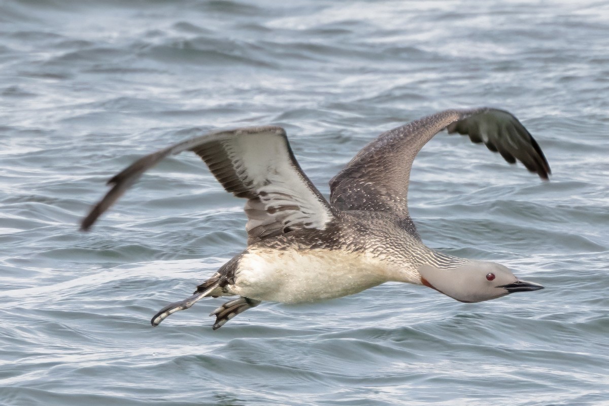 Red-throated Loon - ML620887068