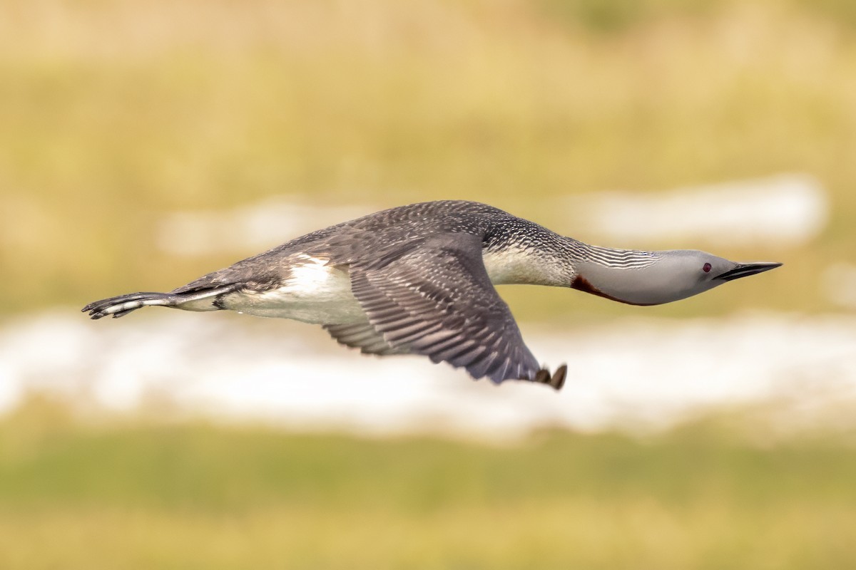 Red-throated Loon - ML620887069