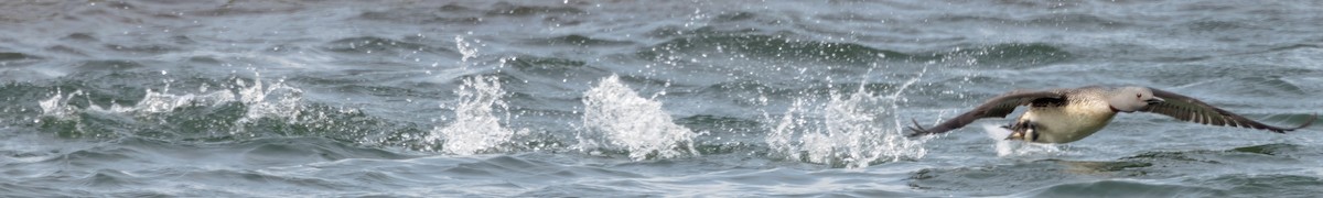Red-throated Loon - ML620887070