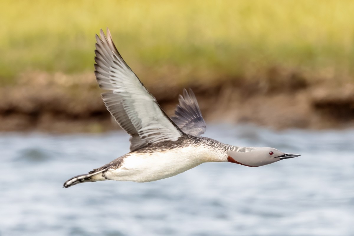 Red-throated Loon - ML620887071