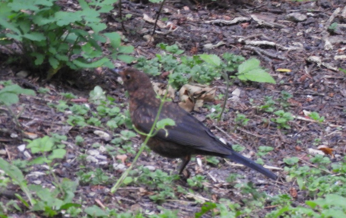 Eurasian Blackbird - ML620887104