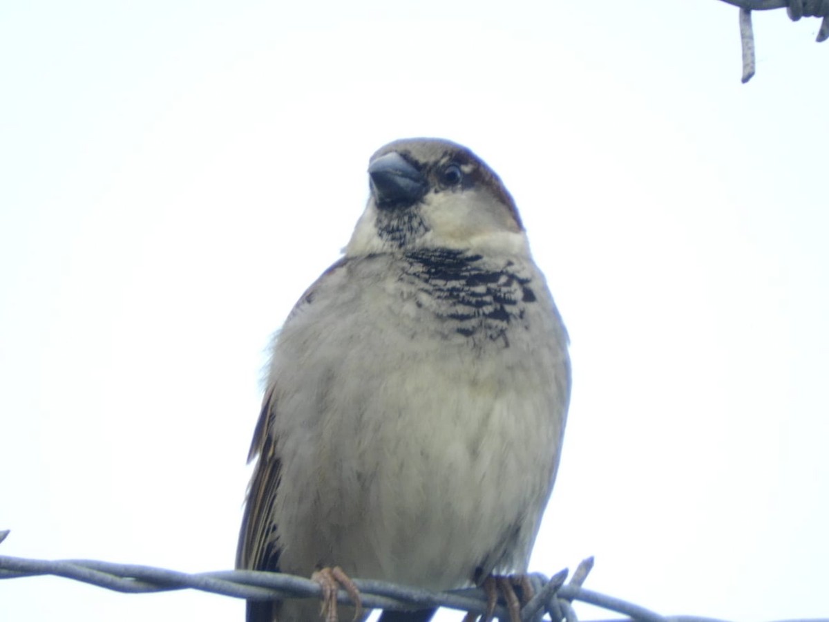 House Wren - ML620887106