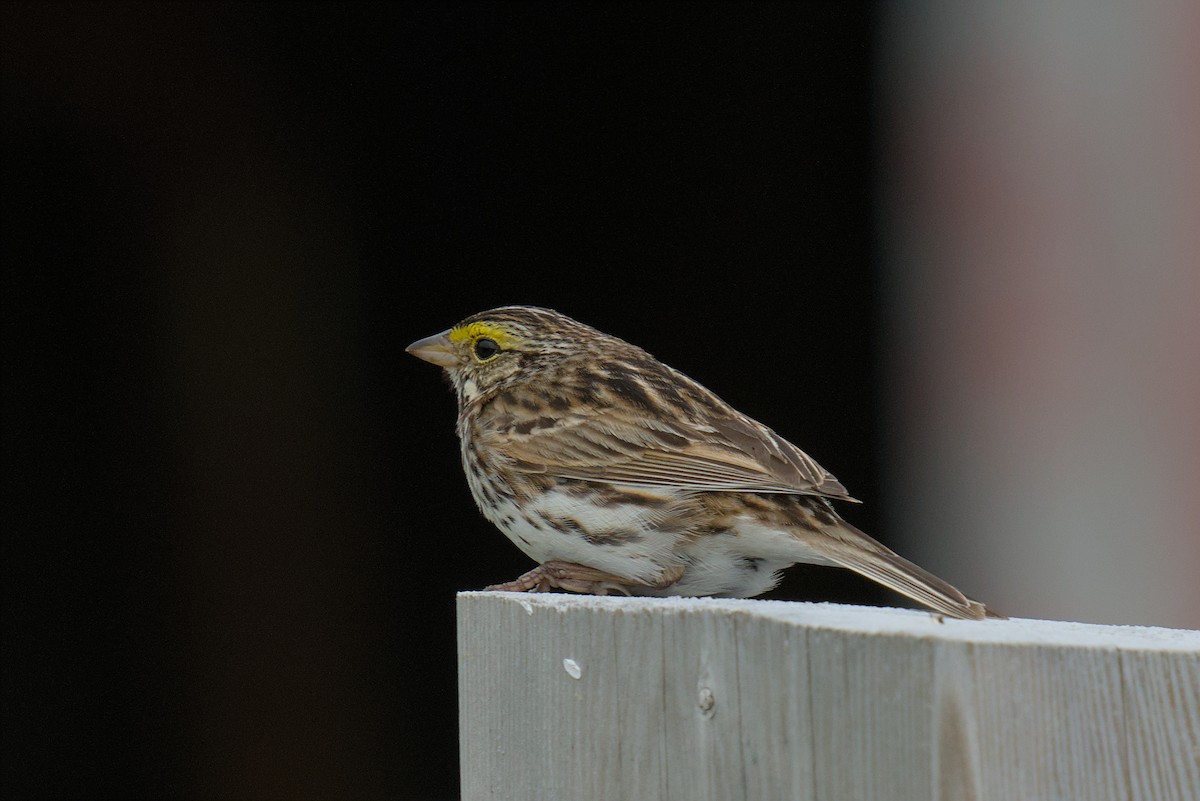 Savannah Sparrow - ML620887112