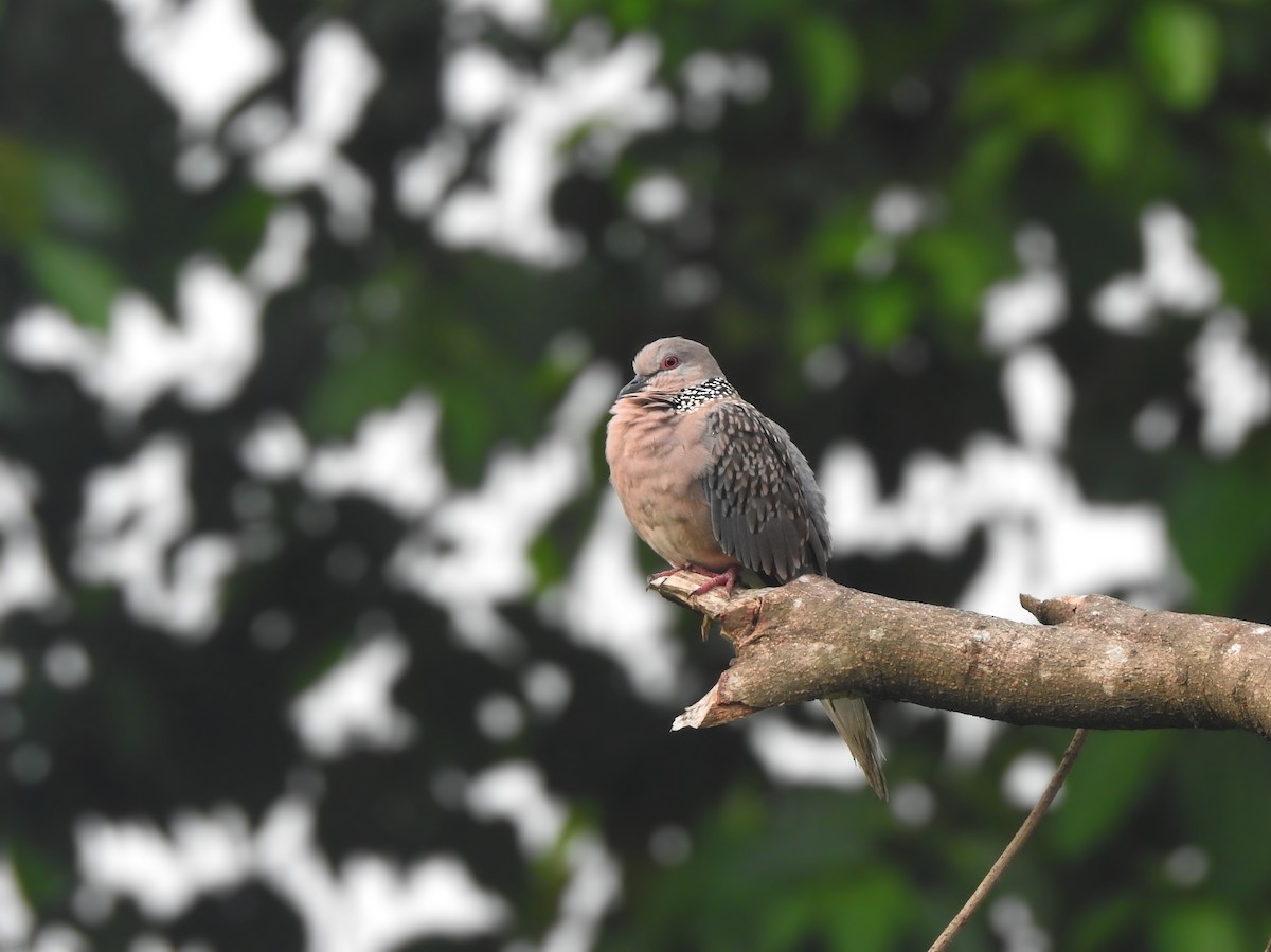 Spotted Dove - ML620887142