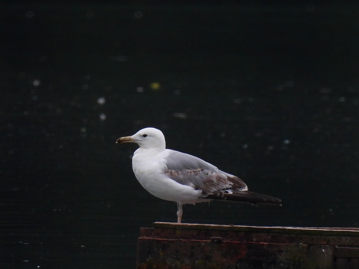 Caspian Gull - ML620887144