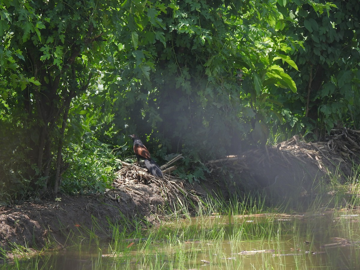 Greater Coucal - ML620887150