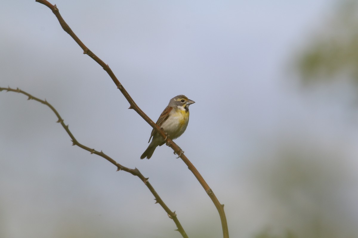 Dickcissel - Matt W