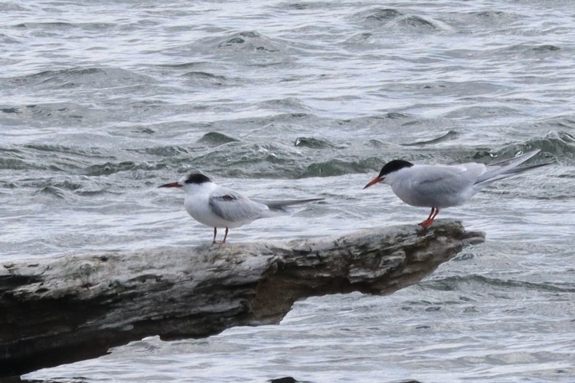 Common Tern - Liam Messier