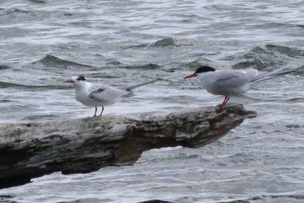 Common Tern - ML620887157