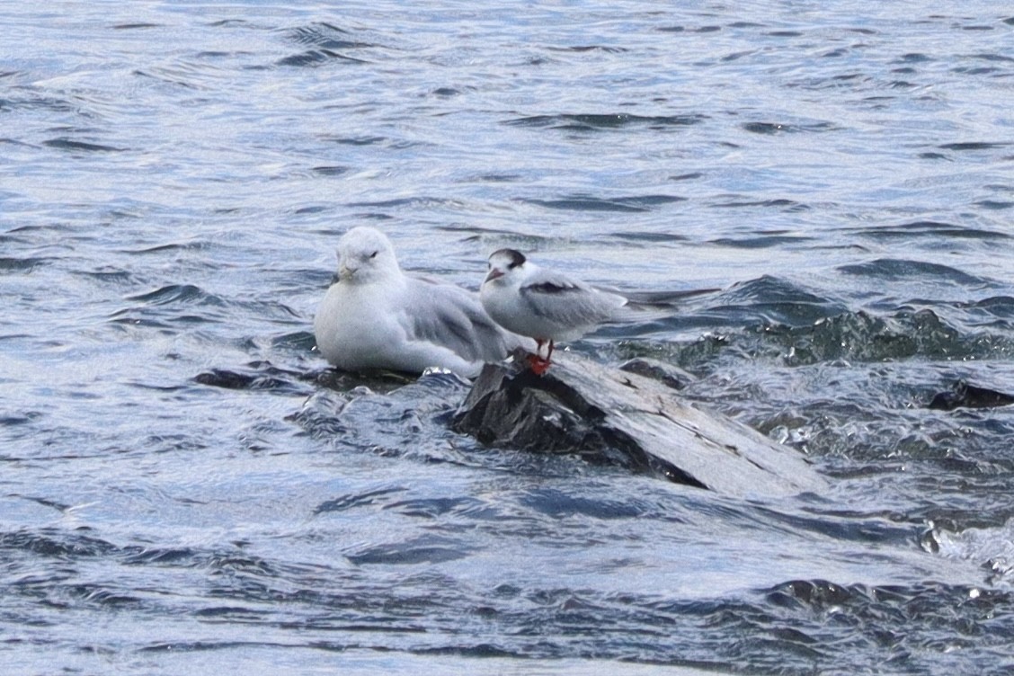 Common Tern - ML620887158