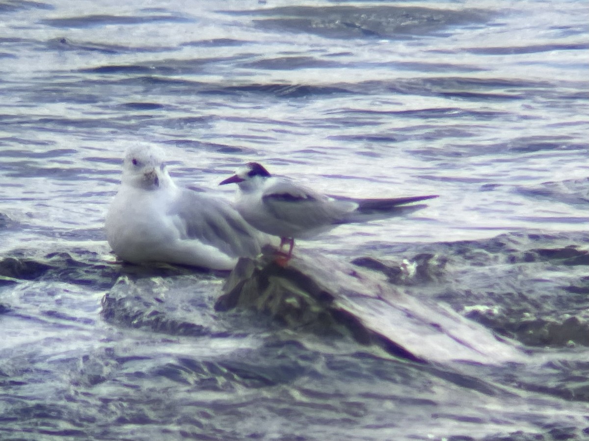 Common Tern - ML620887160