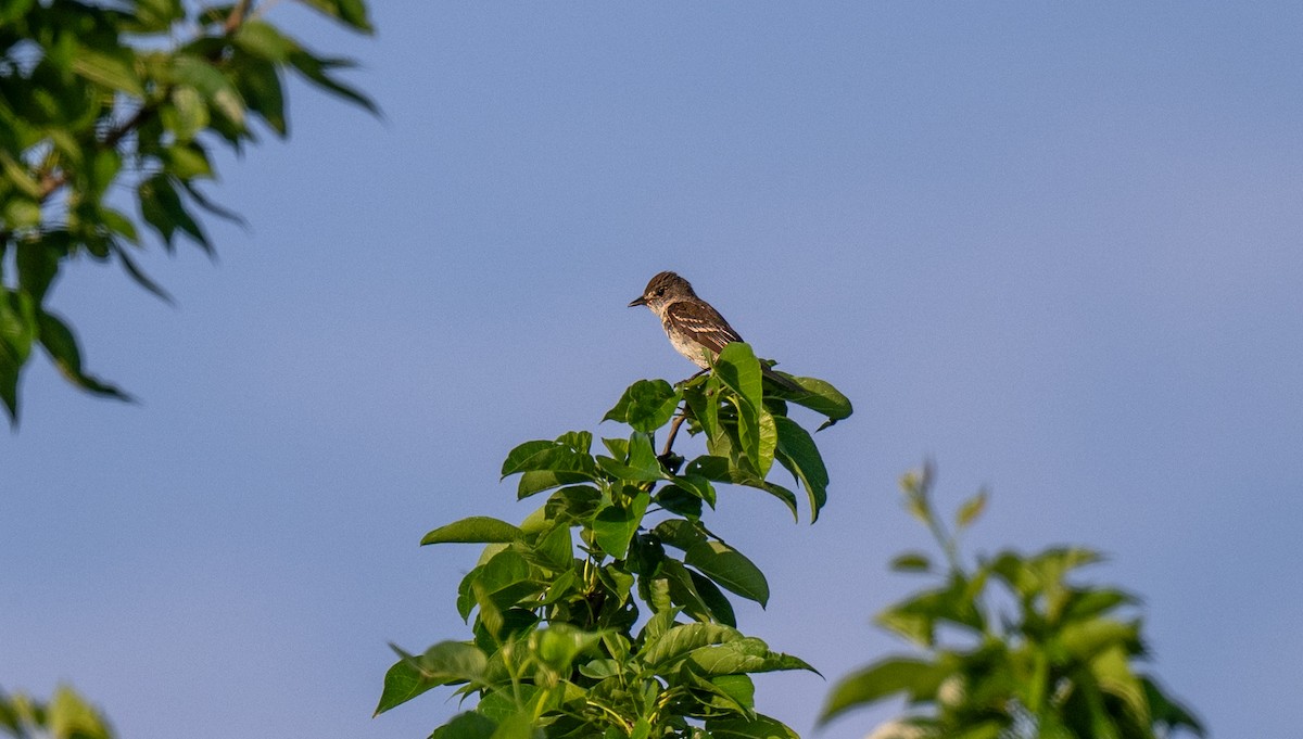 Willow Flycatcher - ML620887169