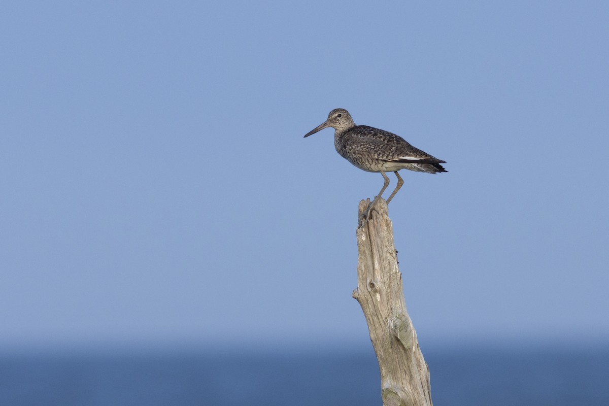 Willet (Eastern) - ML620887170