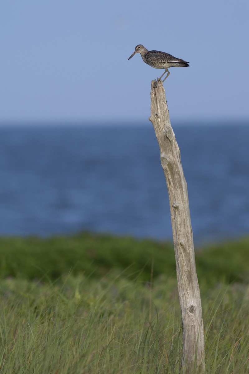 vodouš břehoušovitý (ssp. semipalmata) - ML620887171