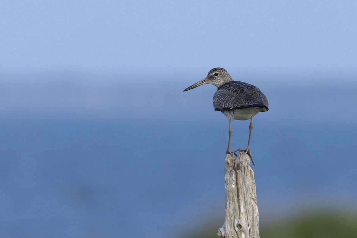 Willet (Eastern) - ML620887172