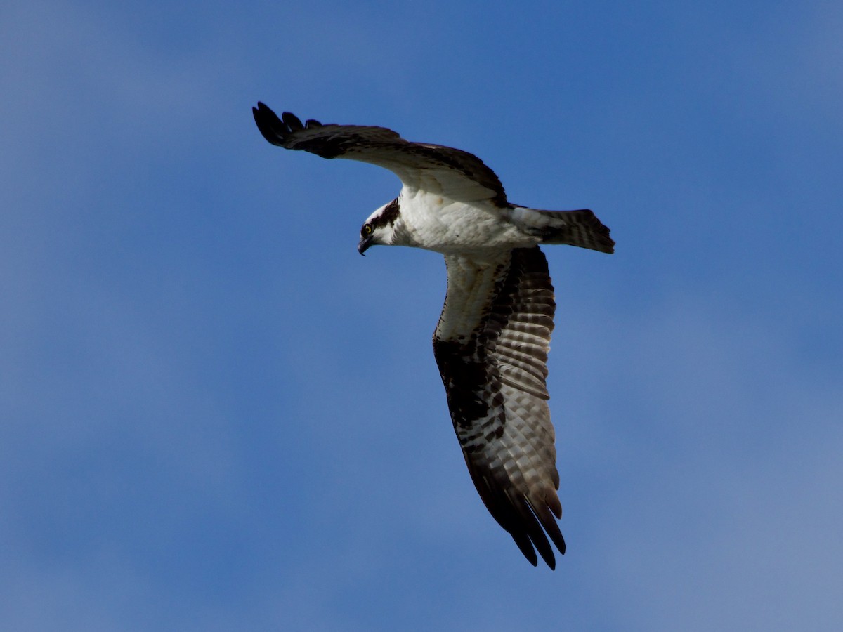 Balbuzard pêcheur - ML620887175