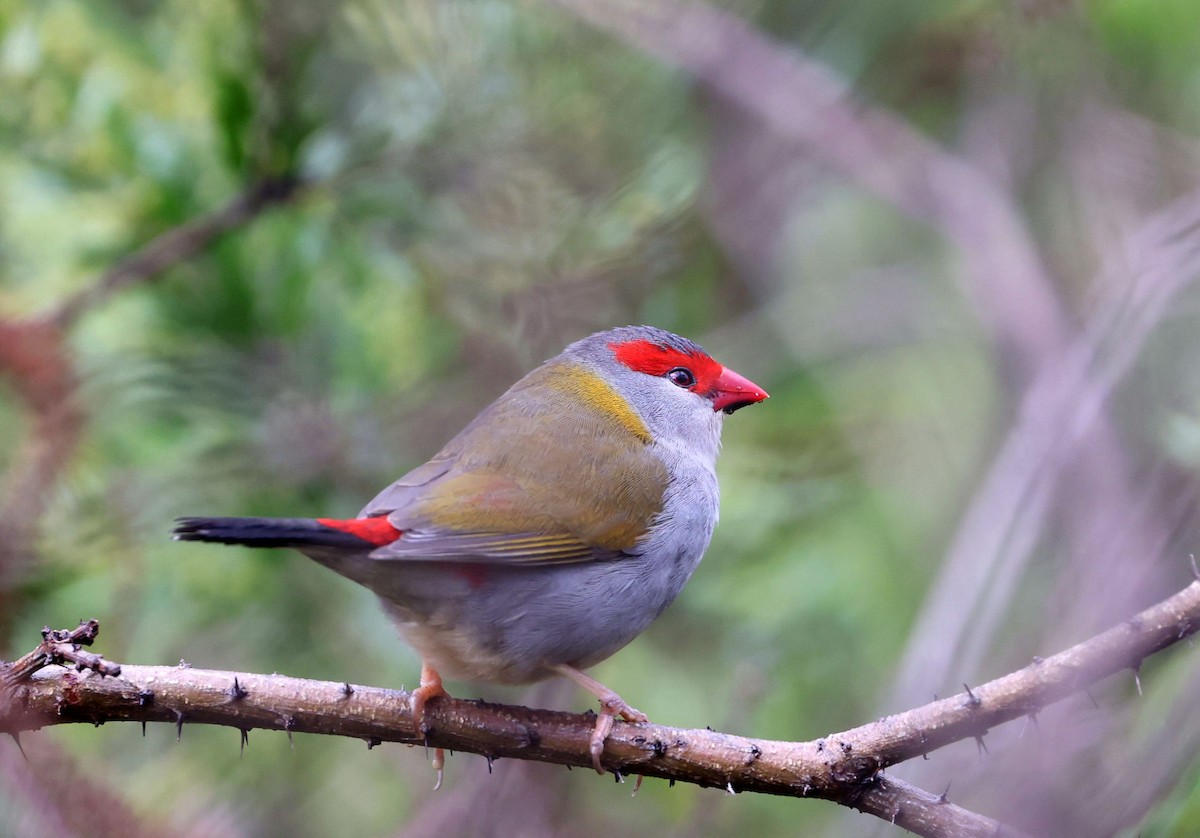 Red-browed Firetail - ML620887180