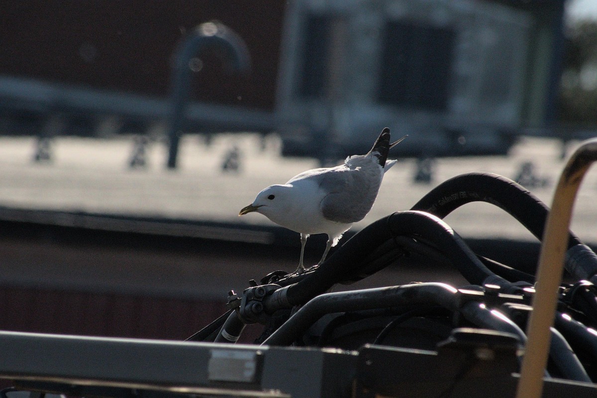 Common Gull - ML620887181