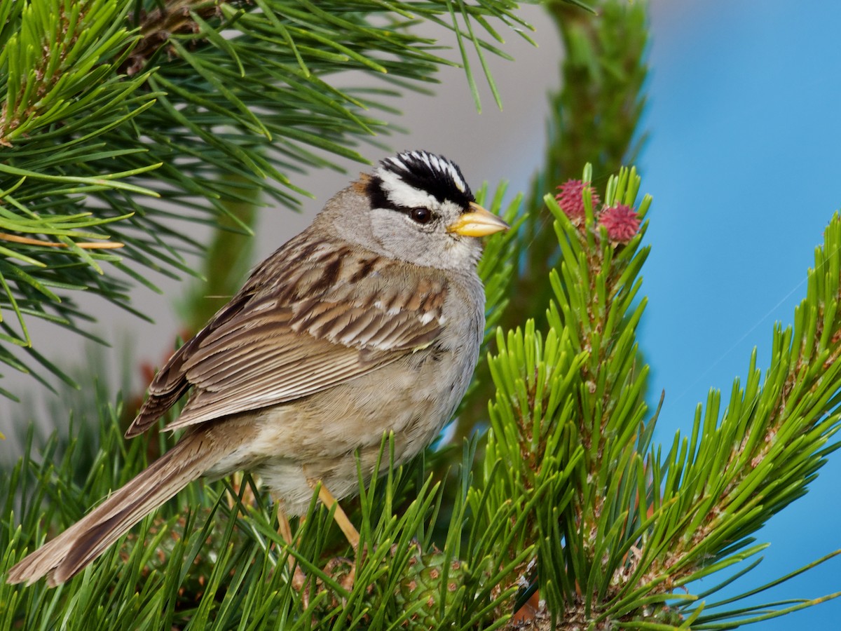 White-crowned Sparrow (pugetensis) - ML620887190