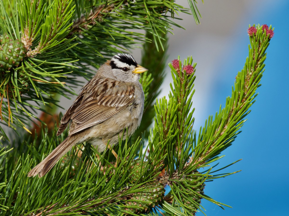 White-crowned Sparrow (pugetensis) - ML620887191