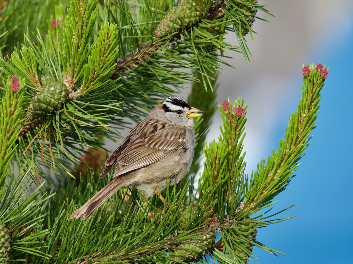 White-crowned Sparrow (pugetensis) - ML620887192