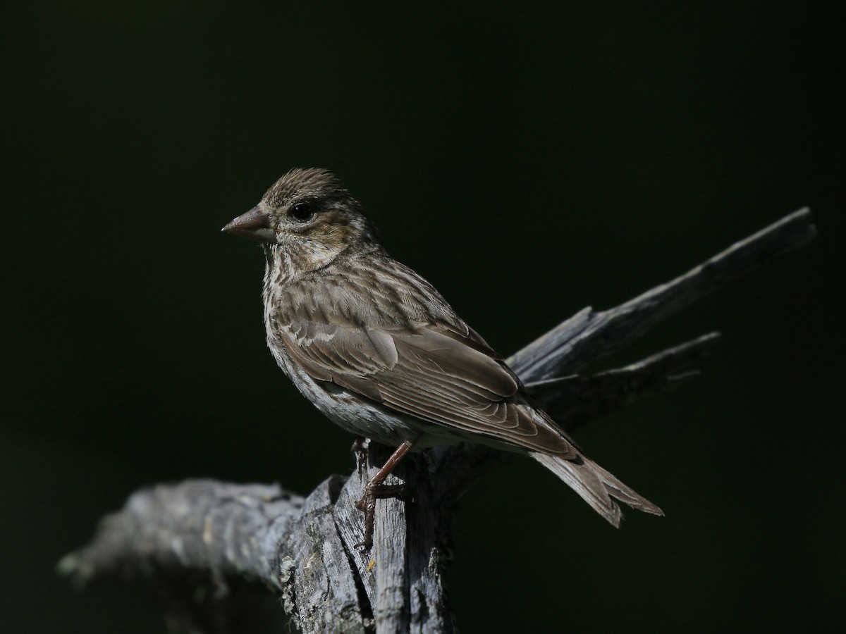 Cassin's Finch - ML620887193