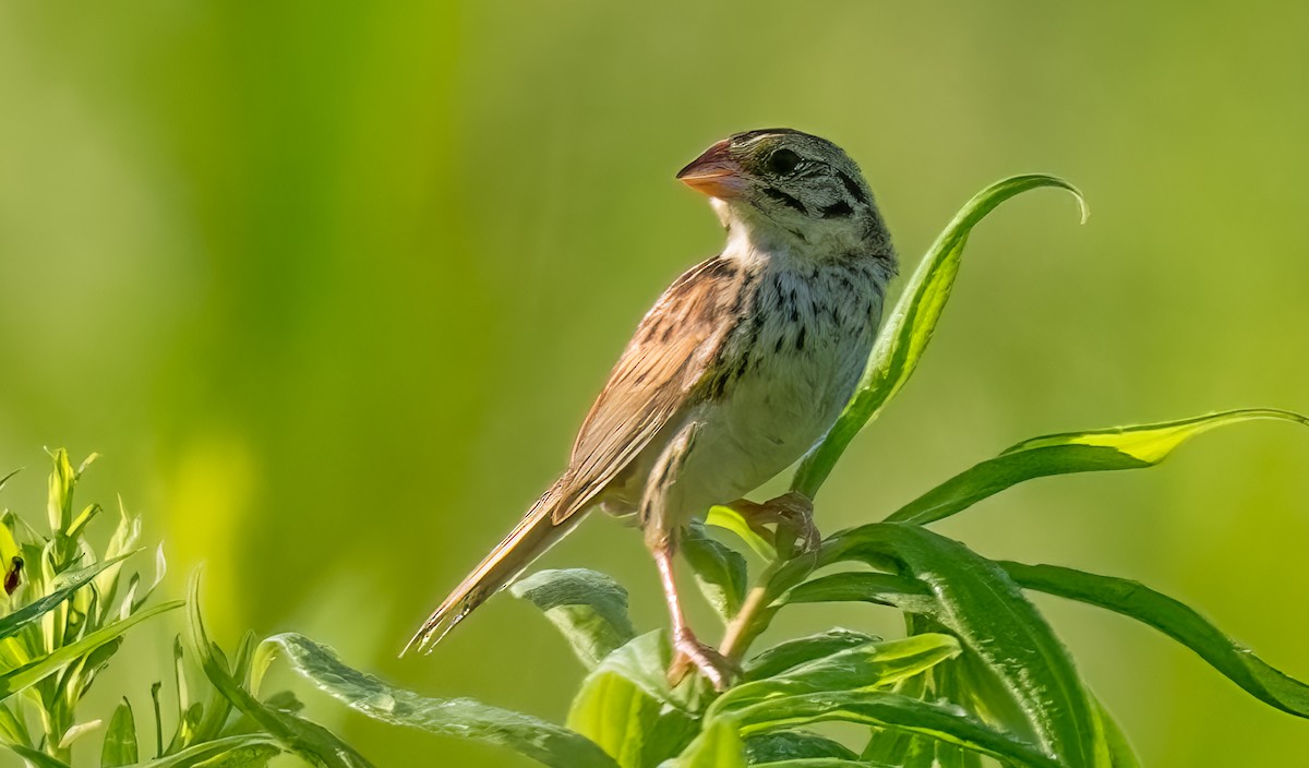 Henslow's Sparrow - Jining Han