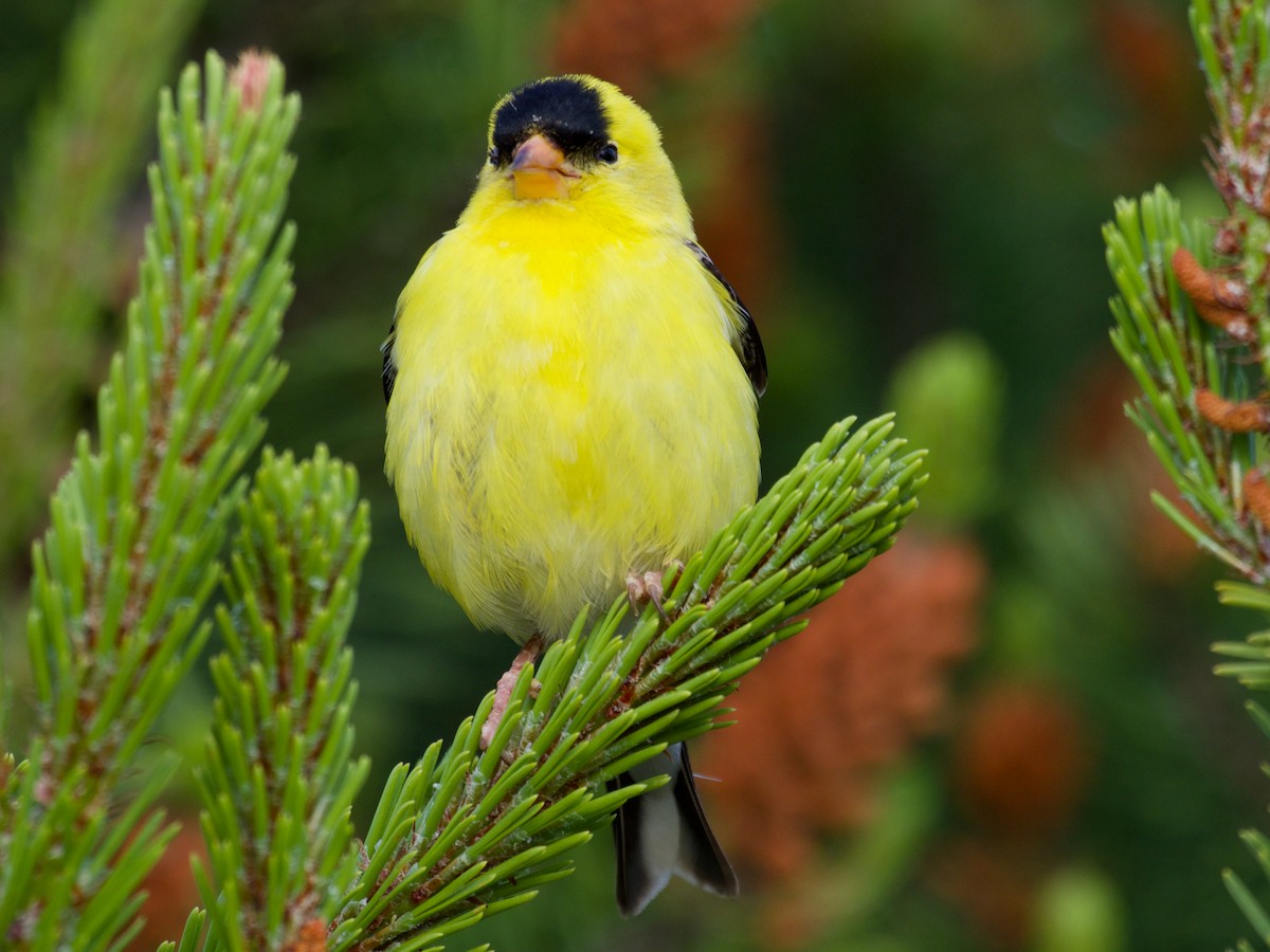 American Goldfinch - ML620887198