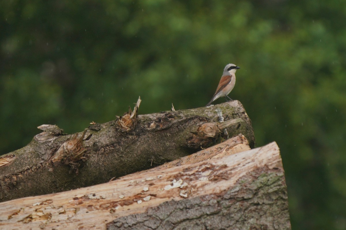 Red-backed Shrike - ML620887203