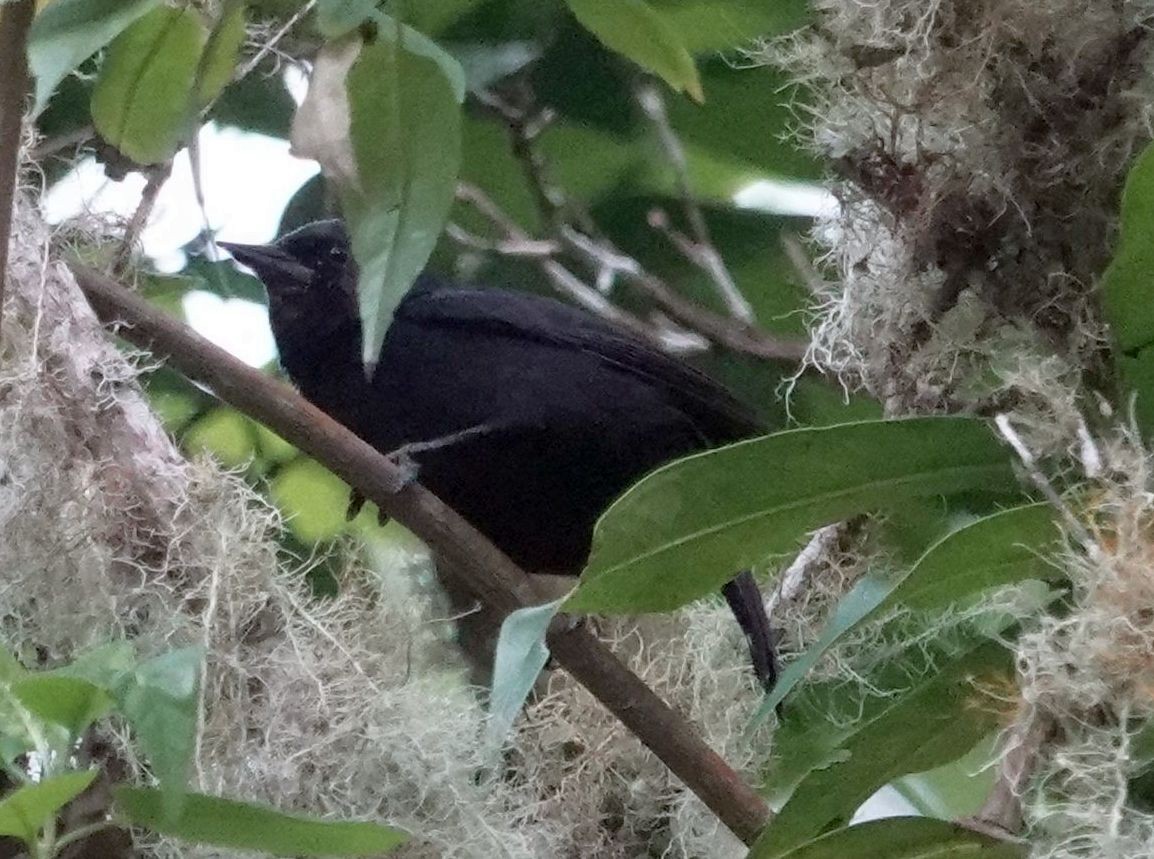 Jamaican Blackbird - ML620887210