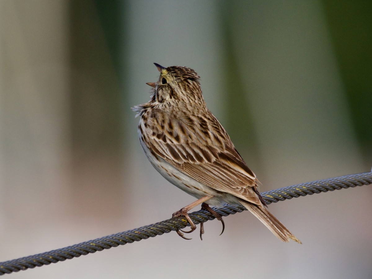 Savannah Sparrow - Cedar Stanistreet