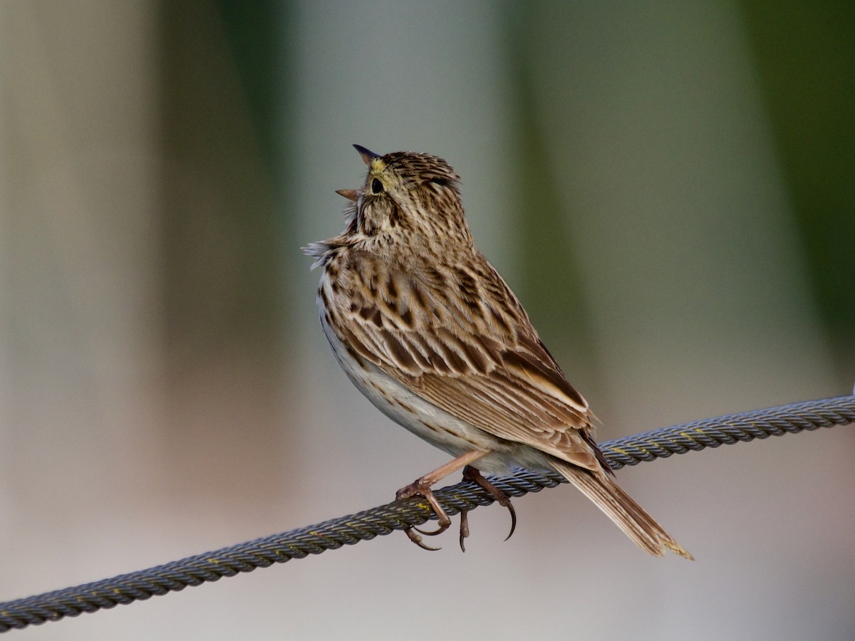 Savannah Sparrow - ML620887213