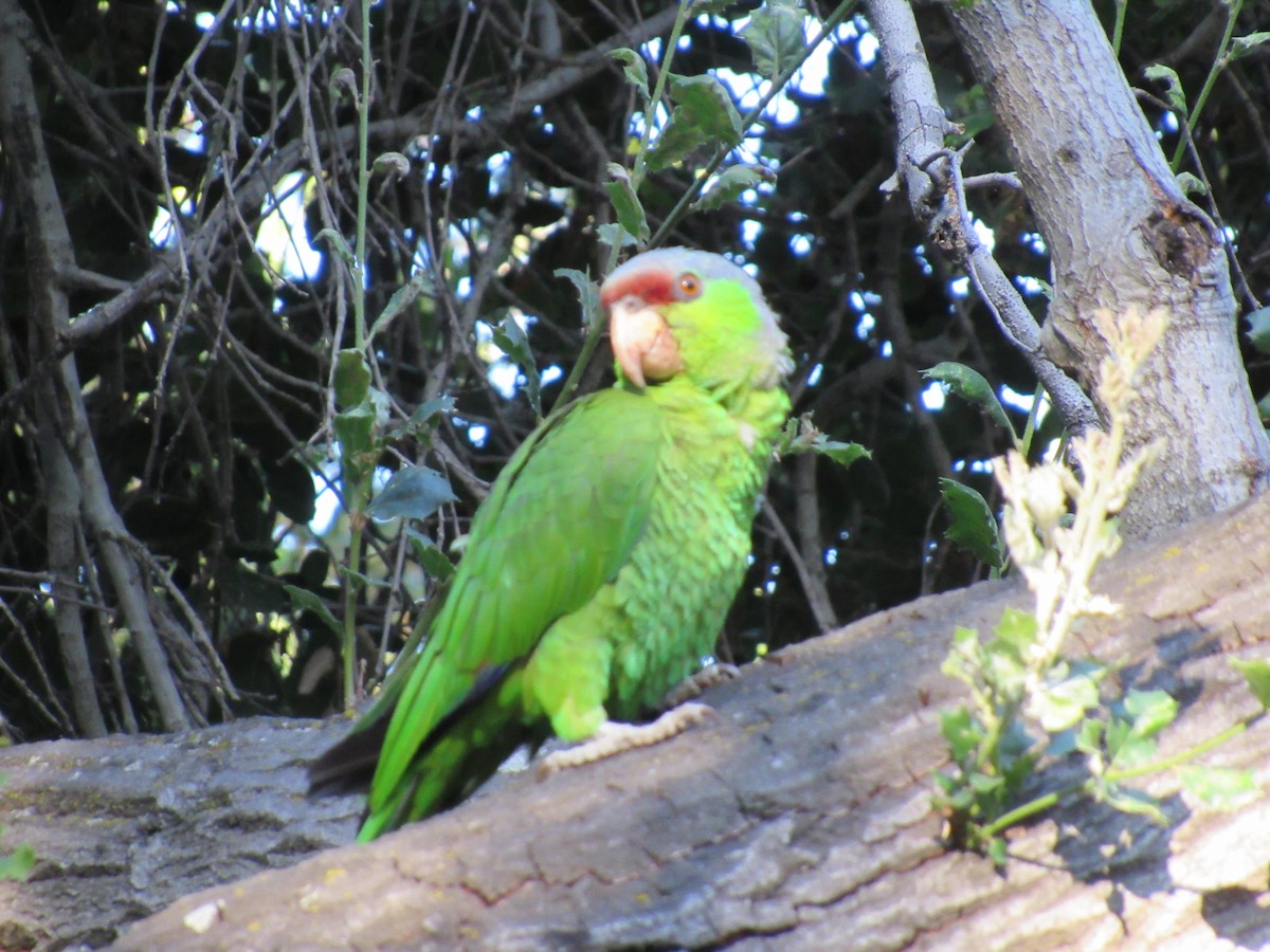Red-lored Parrot - ML620887237
