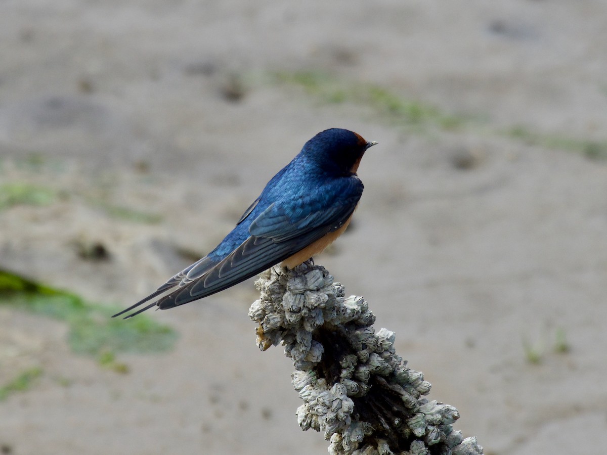 vlaštovka obecná (ssp. erythrogaster) - ML620887240