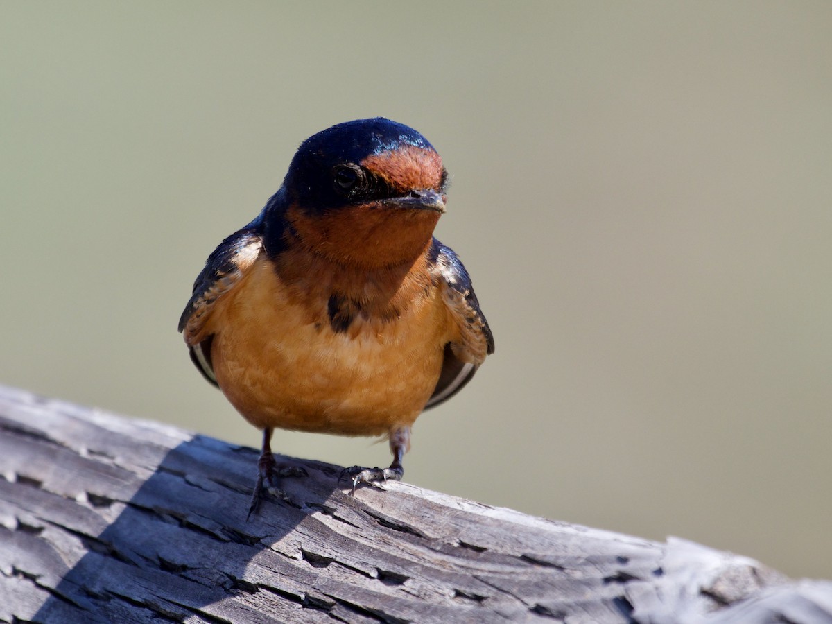 Hirondelle rustique (erythrogaster) - ML620887241