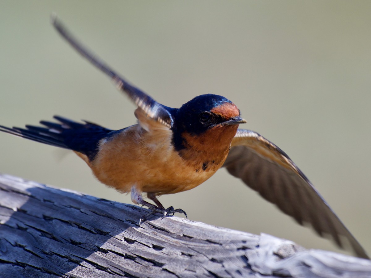 Barn Swallow (American) - Cedar Stanistreet