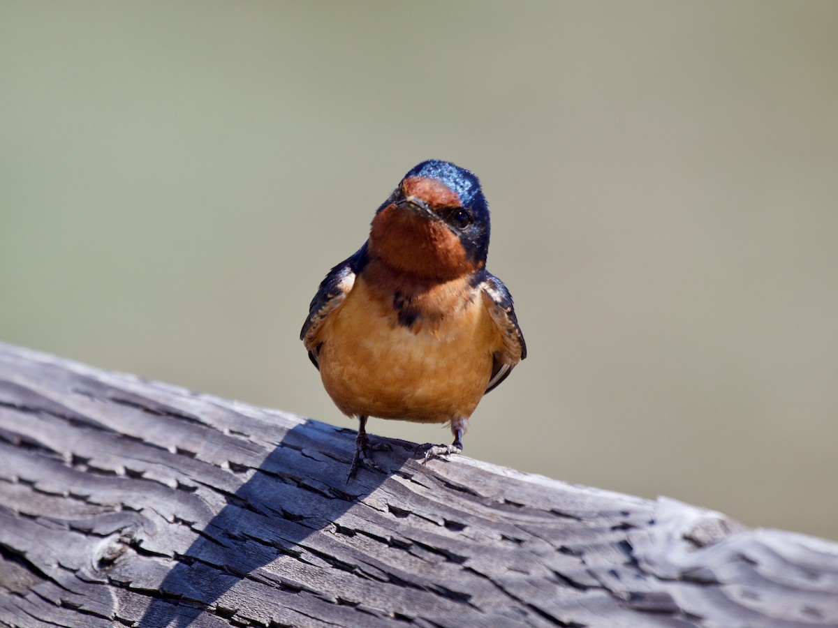 Barn Swallow (American) - ML620887243