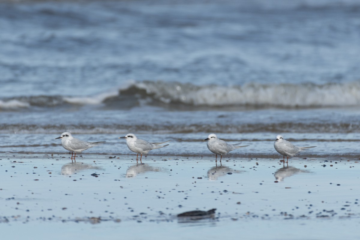 Snowy-crowned Tern - ML620887247