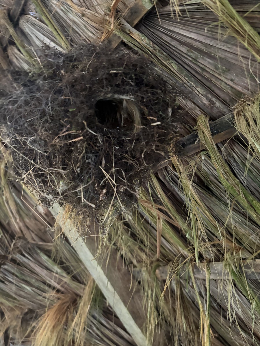 Slaty-capped Flycatcher - ML620887251