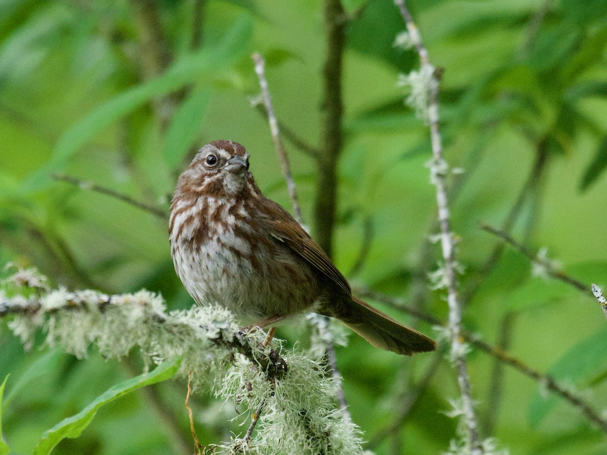 Song Sparrow - ML620887270