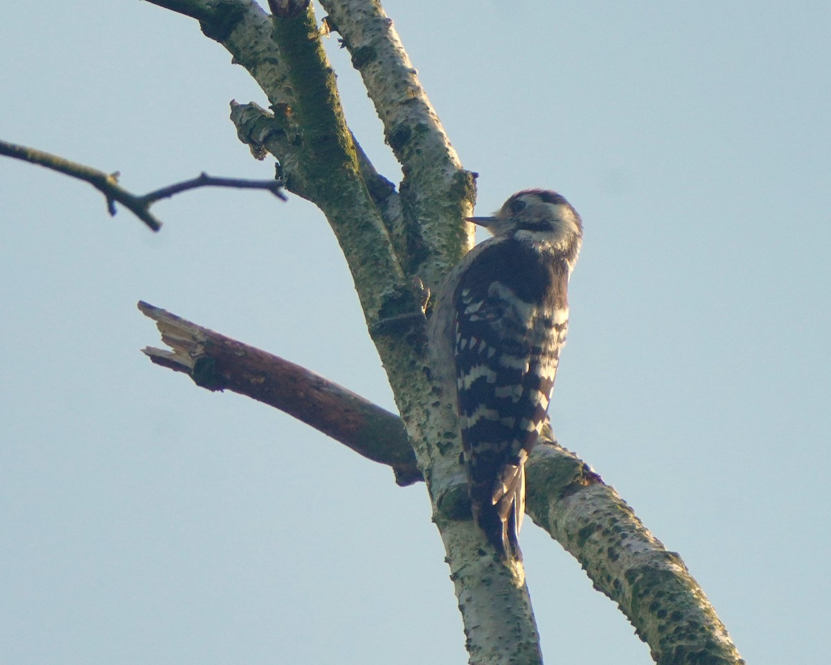 Lesser Spotted Woodpecker - ML620887280