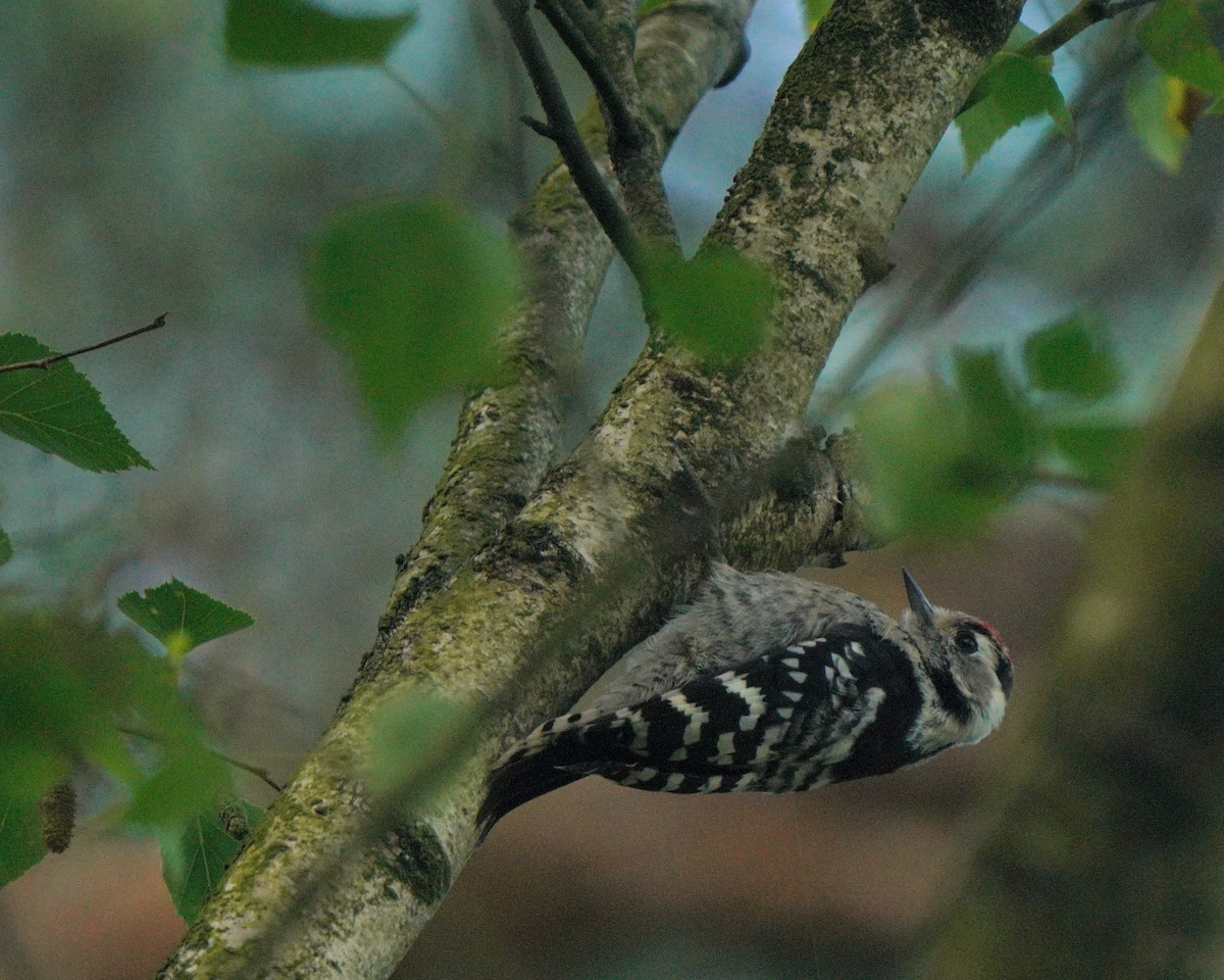 Lesser Spotted Woodpecker - ML620887281
