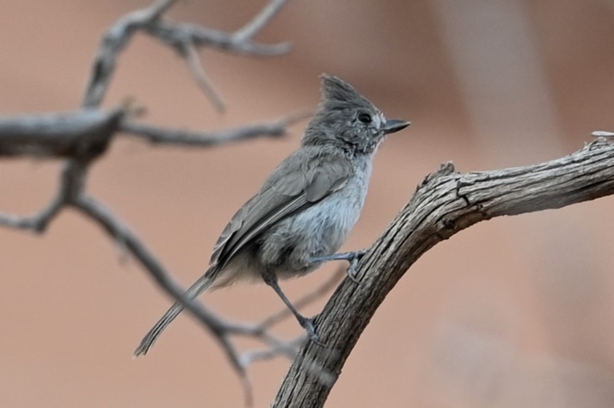 Juniper Titmouse - ML620887283